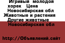 Игривый, молодой хорек › Цена ­ 1 500 - Новосибирская обл. Животные и растения » Другие животные   . Новосибирская обл.